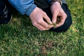 Ένα άτομο που εξετάζει προσεκτικά το γρασίδι με τα χέρια του σε ένα περιβάλλον κήπου.