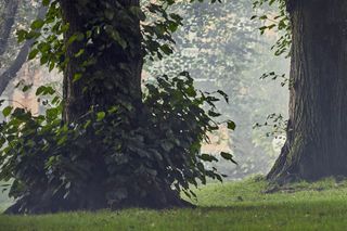 Zwei große Bäume in einem nebligen Park mit saftigem grünem Gras.