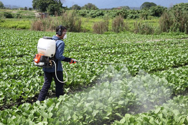 A person using a backpack sprayer to apply liquid on crops in a field.