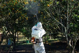 Uma pessoa com equipamento de trabalho a pulverizar uma laranjeira com um pulverizador de mochila Husqvarna.