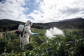 Uma pessoa com equipamento de trabalho de proteção pulverizando plantas em um campo com um pulverizador de mochila.