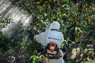 Uma pessoa a usar equipamento de trabalho e a utilizar um pulverizador de mochila Husqvarna num pomar.