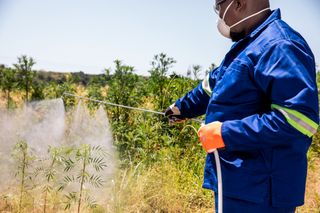 Людина за допомогою обприскувача наносить хімікати на рослини в полі.