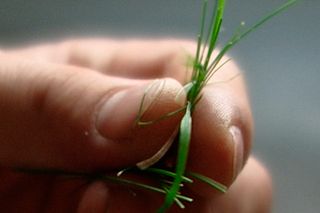 Närbild på en hand som håller i en liten bunt grässtrån.